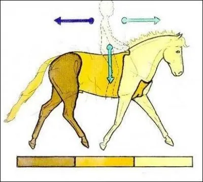 Quelles sont les 3 parties du cheval ?