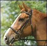 Quel est ce type de muserolle ?