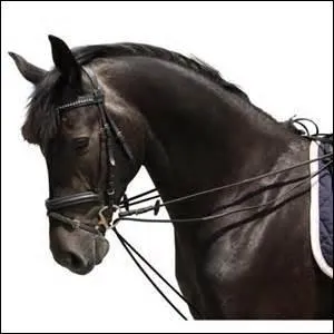 Quel est ce type d'enrênement ?