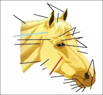 Qu'est-ce qui ne fait pas partie de la tête du cheval ?