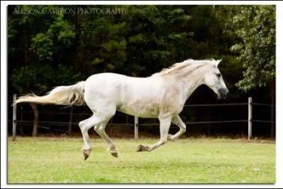 Le galop est une allure :