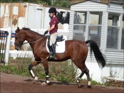 Pourquoi faut-il changer de bipède diagonal au trot enlevé ?