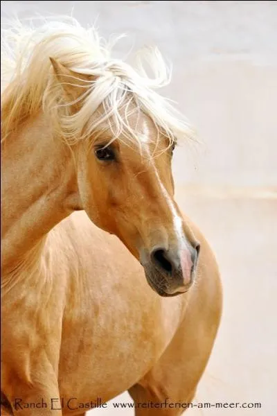 De quelle robe est ce superbe cheval ?