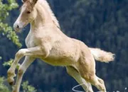 Quiz Les races de poulains