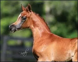 Facile ! Trouvez sa race !