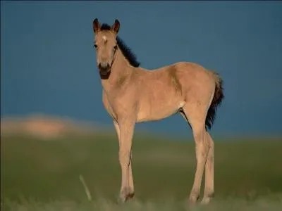 Quelle est cette race ?