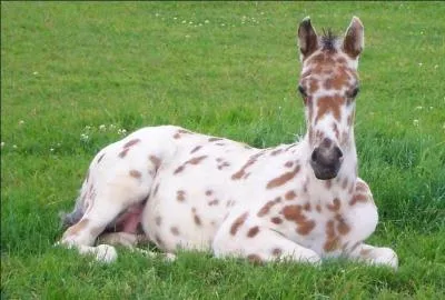 De quelle race est ce petit bout de chou ?