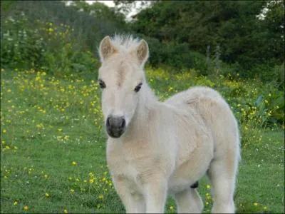 De quelle race est-il ?