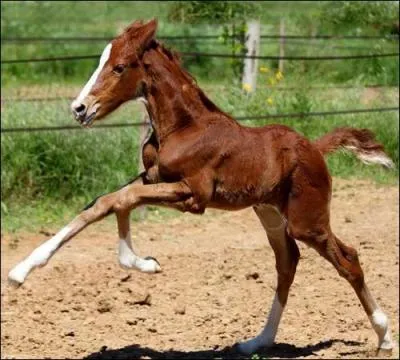 Et cette belle pouliche ?