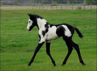 Quelle est sa race ?