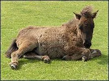 Un indice : c'est une race de poney...