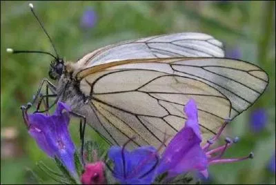 "Ne voyez-vous pas une brume diaphane qui monte en grands lambeaux, vers les berges herbues". Quelle est la signification de "diaphane" ?