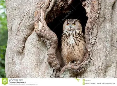 "La ronce fait sortir ses cercles bruns de l'embrasure d'une fenêtre". Que constitue le terme "embrasure" ?