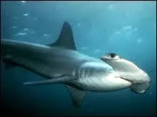 Quelle sorte de requin est-il ?
