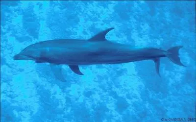 Un dauphin est
