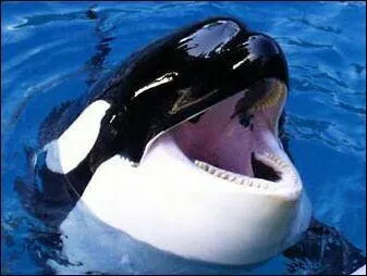 Quel est cet animal ?