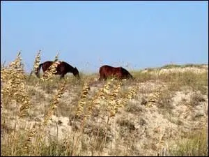 L'avoine au fort pouvoir ---- est une alimentation ----- pour les chevaux.