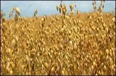 L'orge est un excellent aliment, mais ---- doit être ----, ou ----- car les grains sont durs.