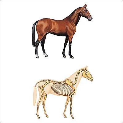 Combien de vertèbres cervicales comporte le cheval ?