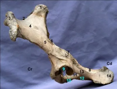 Les trois formes d'os du cheval sont :