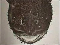 Le cuisinier ---- de parer des joues de lotte que l'on appelle aussi ----. Il ---- donc ---- avec délicatesse et enlever la peau de la face externe.