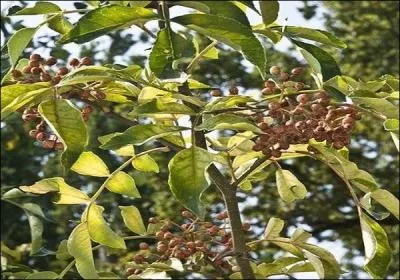 Le poivre de Sichuan n'a rien a voir avec la famille du poivre mais appartient a celle des Rutacés.
Combien y a-t-il de fautes dans l'absolu ?