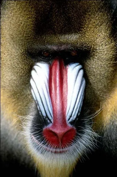 Qu'est-ce que c'est ?