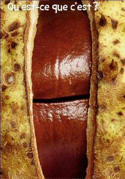 Qu'est-ce que c'est ?