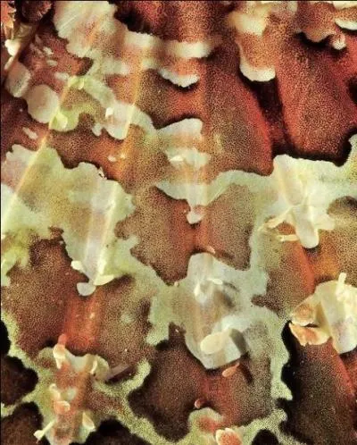 Qu'est-ce que c'est ?