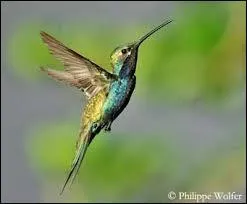 Quelle est la bonne orthographe de cet oiseau ?