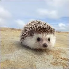 Comment se nomme cet animal piquant fortement ?