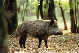 Quel territoire utilise le sanglier, animal habitant dans un bois ?