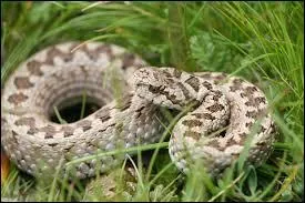 Complétez cette expression bien connue : "Avoir une langue de ... "