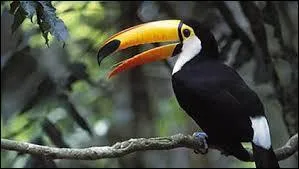 Quel est le nom entier de cet oiseau : le toucan...