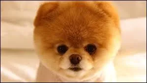 Quelle est la race du chien de la photo ?