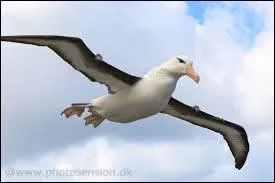 Comment s'appelle cet oiseau magnifique ?