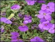 Ce sont de délicates fleurs ------ que nous offre l' -----.