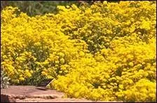 Considérons que cette plante a un prénom et un nom ; elle arbore donc fièrement l'appellation complète d' ----.