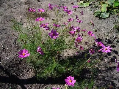 Le cosmos qui vient du Mexique serat semé sous chassis.
Combien y a-t-il de fautes ?