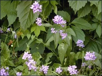 La giroflée porte des noms variés : -----, beigne, ---- ou encore ---- selon la -----.