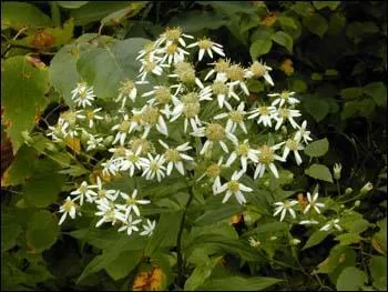 Une bien jolie fleur simple appelée ----.