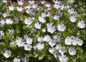 La terre ordinaire conviens très bien à la némophyle maculé.
Combien y a-t-il de fautes ?