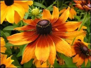 Les fleurs du ---- arborent la généreuse couleur d'un jaune virant à l'orange dont le disque noir ----, est approchant de ----.