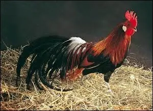 Le coq du ---- ----. Ce dernier, ----, promit sa fille à qui lui ramènerait son cher ----.