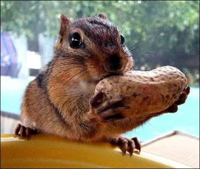 La cacahuète est riche en fibres alimentaires capables de faciliter le transit intestinal. Mais, où pousse-t-elle ?