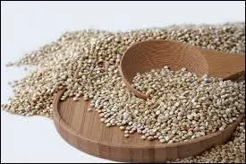 Le quinoa appelé "le riz des incas" possède une valeur nutritive exceptionnelle. Il est riche : en protéines, en acides aminés, comme la lysine, et en minéraux essentiels. Mais, de quel lieu est-il issu ?