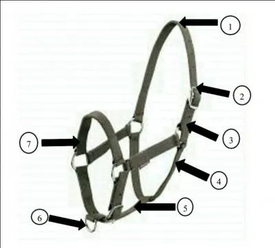 Comment s'appelle le n°7 ?