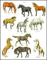 Il faut aussi savoir les 5 robes composées. Les connais-tu ?