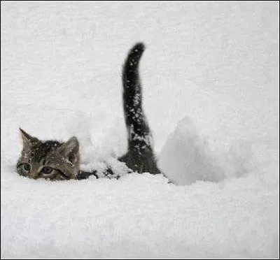 Sur quel territoire Nuage de Lis et Nuage de Colombe se sont-elles infiltrées ?