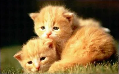 Qui sont les enfants de Pavot Gelé ?